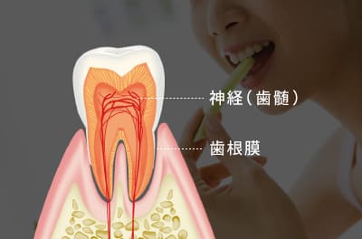 神経（歯髄）・歯根膜